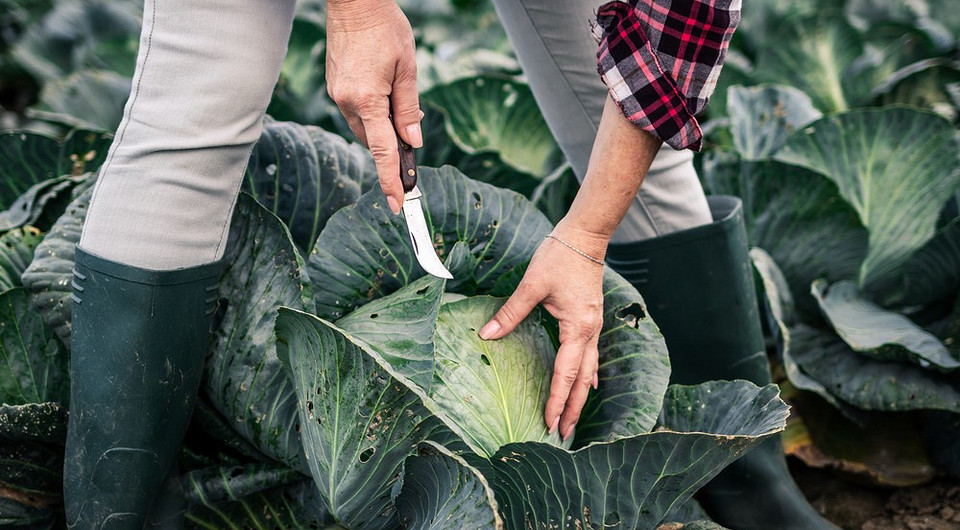 Когда убирать капусту в 2024 году: сроки по лунному календарю и полезные советы