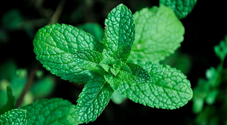 Как заготовить мяту на зиму: правила, 3 способа и рекомендации по сохранению вкуса и аромата