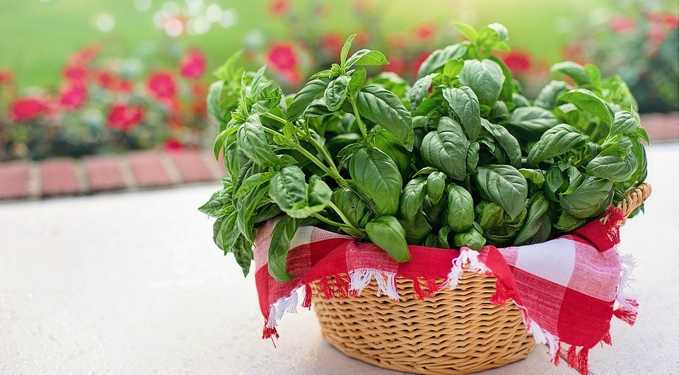 Как заготовить базилик на зиму: 9 лучших способов