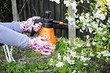 Табачная пыль от вредителей: 12 способов применения и рецепты