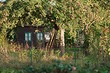 Что посадить под яблоней: 22 декоративные и съедобные культуры, которые будут хорошими соседями