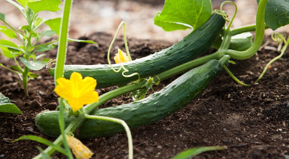 Почему огурцы горькие: 6 главных причин и варианты решения проблемы