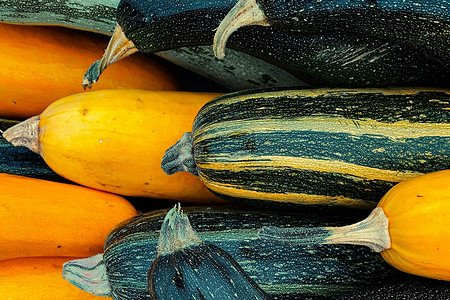 Почему кабачки гниют в открытом грунте и что делать: 5 причин и способы решения проблемы