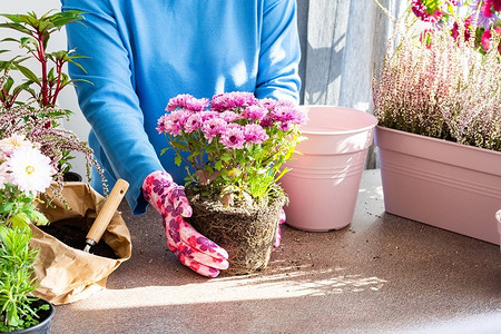 Как сохранить хризантемы зимой: 6 работающих способов