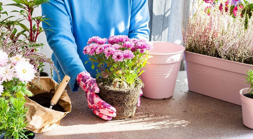 Как сохранить хризантемы зимой: 6 работающих способов