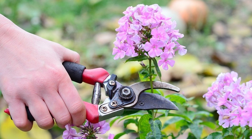 Обрезка флоксов: сроки для разных регионов, пошаговая инструкция и полезные советы Обрезка флоксов: сроки для разных регионов, пошаговая инструкция и полезные советы