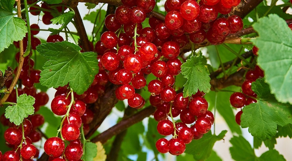 Чем обработать смородину от вредителей осенью: список средств и инструкция