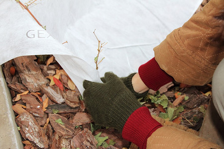 Как укрыть виноград на зиму: советы и рекомендуемые сроки