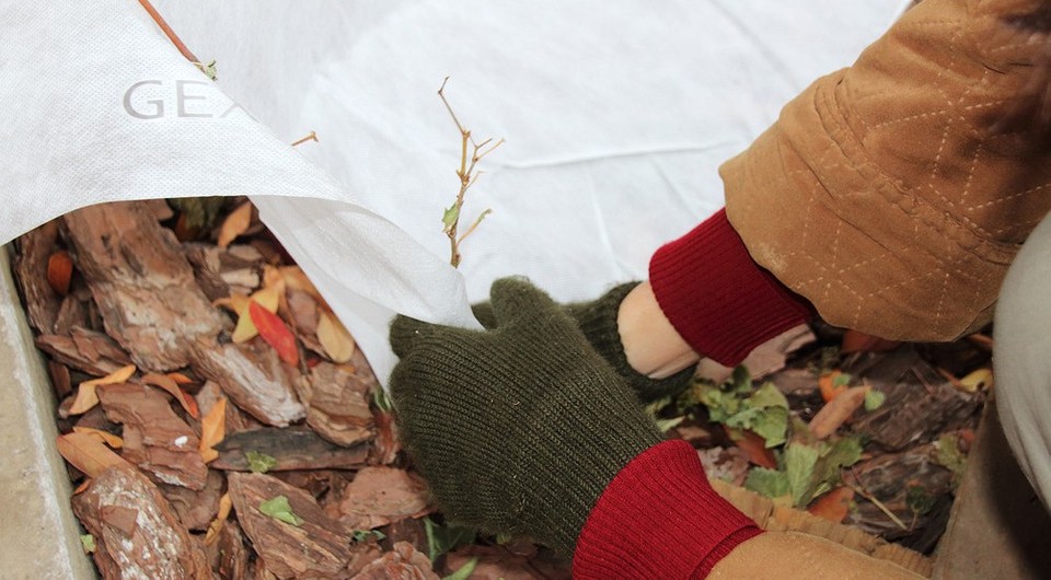 Как укрыть виноград на зиму: советы и рекомендуемые сроки Как укрыть виноград на зиму: советы и рекомендуемые сроки