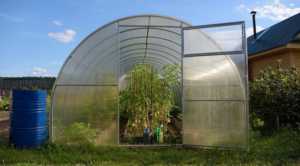 Чем обработать теплицу от фитофторы и как это сделать: 4 способа и перечисление средств Чем обработать теплицу от фитофторы и как это сделать: 4 способа и перечисление средств