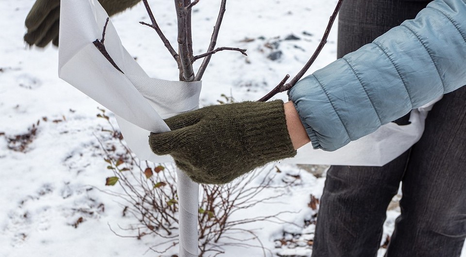 Как укрыть яблони на зиму от морозов и грызунов: лучшие варианты и способы укрывания Как укрыть яблони на зиму от морозов и грызунов: лучшие варианты и способы укрывания
