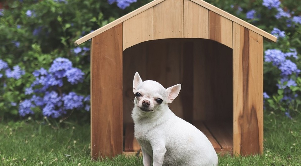 Что постелить собаке в будку: 7 вариантов для защиты питомца от холода