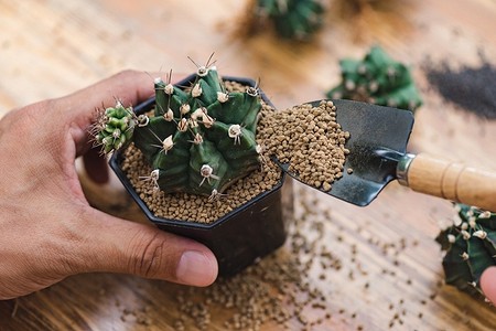 Как пересадить кактус в другой горшок: подробная инструкция