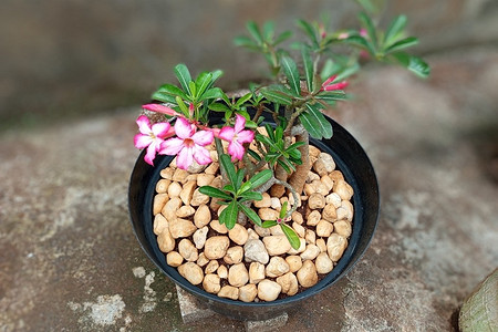 Как вырастить плюмерию дома: подходящие условия, правила ухода и возможные проблемы