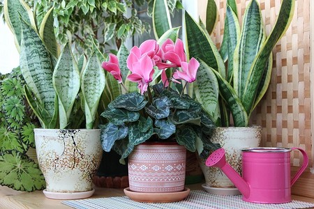 Как ухаживать за цикламеном: все правила от полива до пересадки