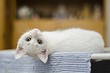 Как отучить кота лазить на стол: 3 простых способа