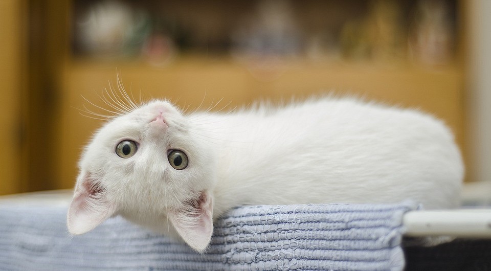 Как отучить кота лазить на стол: 3 простых способа