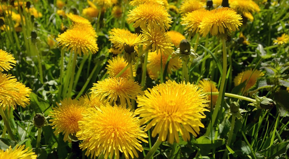 Как отстирать одуванчик с одежды: 9 эффективных средств против сложных пятен