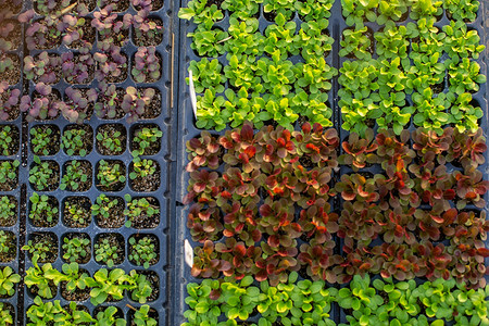 Что сажают в феврале: 12 культур, которые уже можно сеять