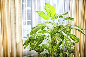 8 растений, которые лучше не держать дома (и почему)