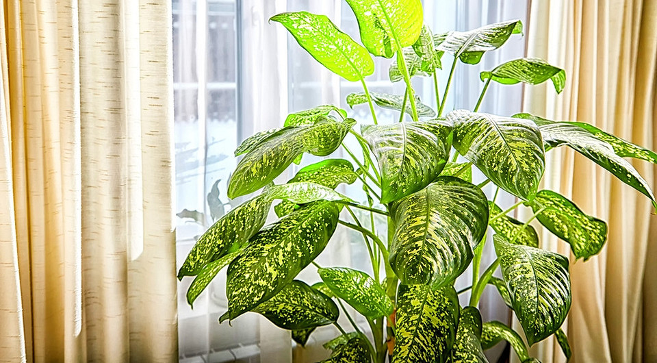 8 растений, которые лучше не держать дома (и почему) 8 растений, которые лучше не держать дома (и почему)