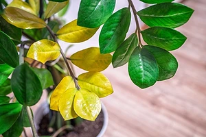 Желтеют листья замиокулькаса: 8 причин и что делать, чтобы спасти растение