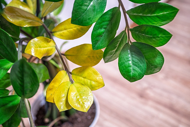 Желтеют листья замиокулькаса: 8 причин и что делать, чтобы спасти растение