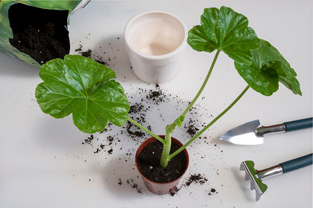 Как размножить герань: методы черенком и листом