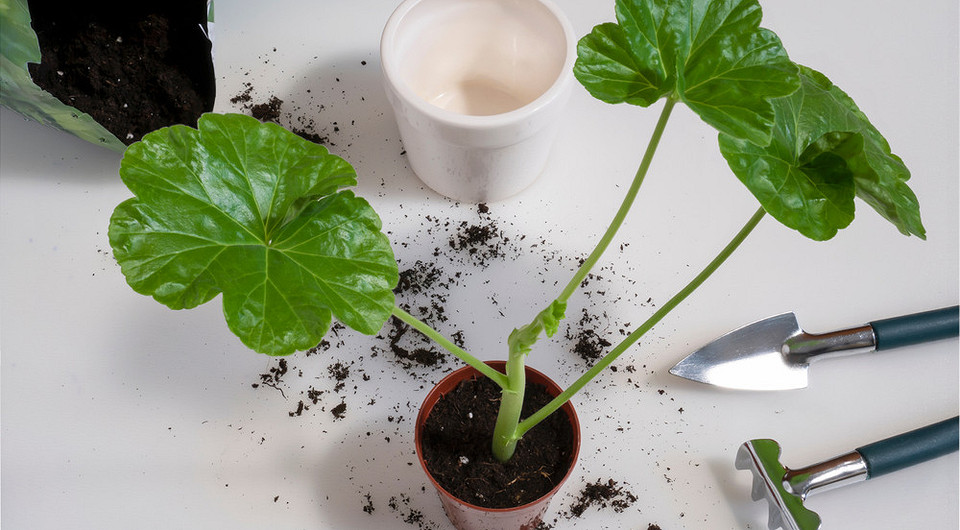 Как размножить герань: методы черенком и листом