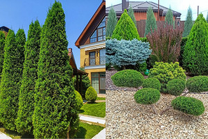 Туи в ландшафтном дизайне: как их расположить и с чем сочетать (64 фото)