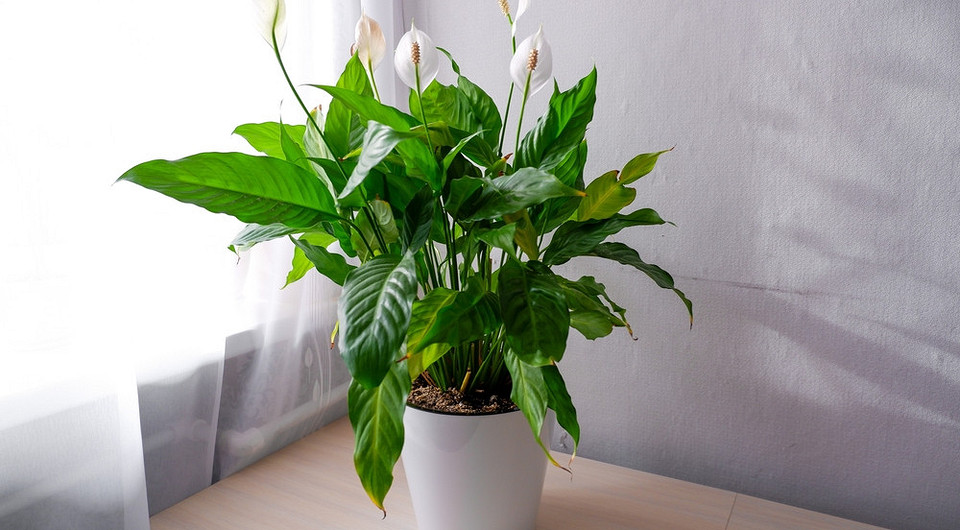 Спатифиллум не цветет: 8 причин и что делать, чтобы это исправить