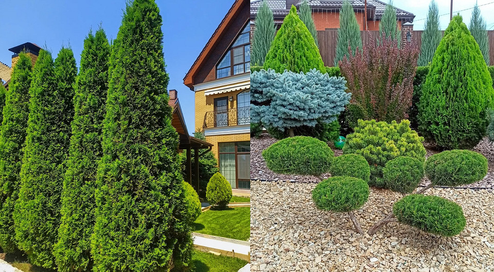 Туи в ландшафтном дизайне: как их расположить и с чем сочетать (64 фото)