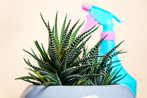 Червецы на комнатных растениях: домашние средства и химические препараты, которые помогут избавиться от вредителя