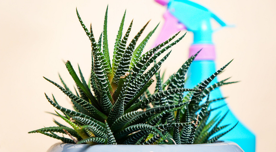 Червецы на комнатных растениях: домашние средства и химические препараты, которые помогут избавиться от вредителя