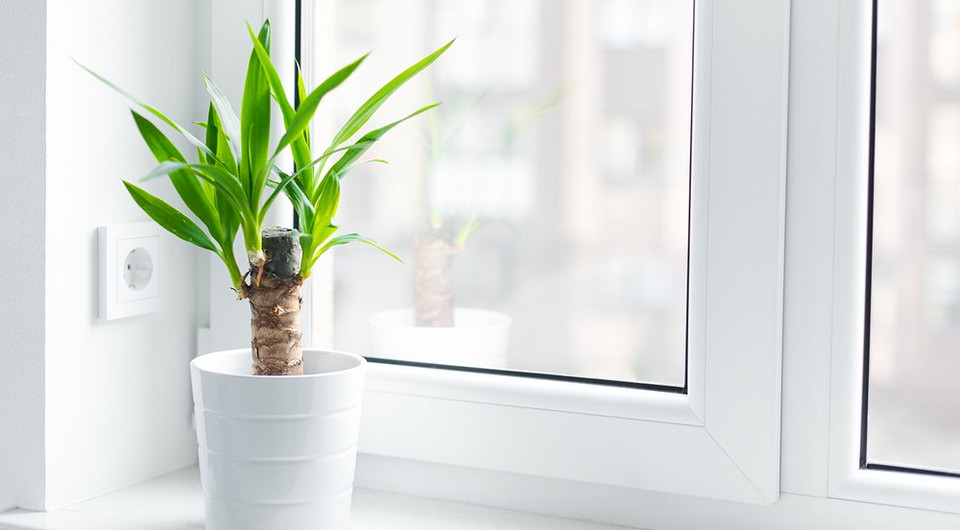 Юкка: уход в домашних условиях и особенности выращивания