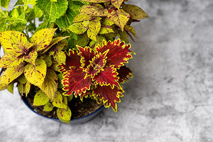 Колеус: уход в домашних условиях и советы по выращиванию