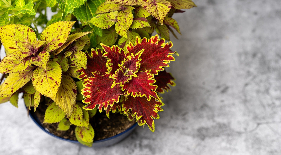 Колеус: уход в домашних условиях и советы по выращиванию