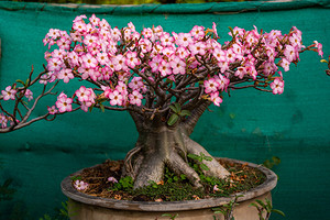 Адениум: уход в домашних условиях, советы по выращиванию