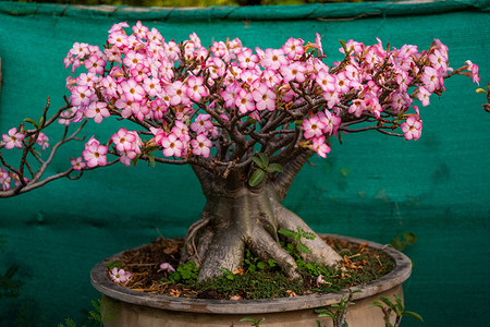 Адениум: уход в домашних условиях, советы по выращиванию