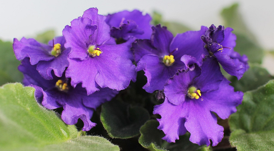 Популярные и необычные сорта фиалок: 12 названий с описаниями и фото