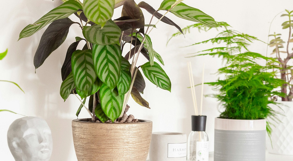 Калатея: уход в домашних условиях и особенности выращивания