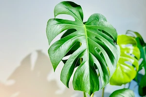 Монстера: уход в домашних условиях и советы по выращиванию