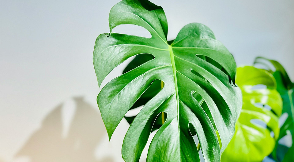 Монстера: уход в домашних условиях и советы по выращиванию