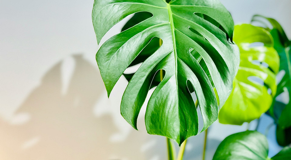 Монстера: уход в домашних условиях и советы по выращиванию