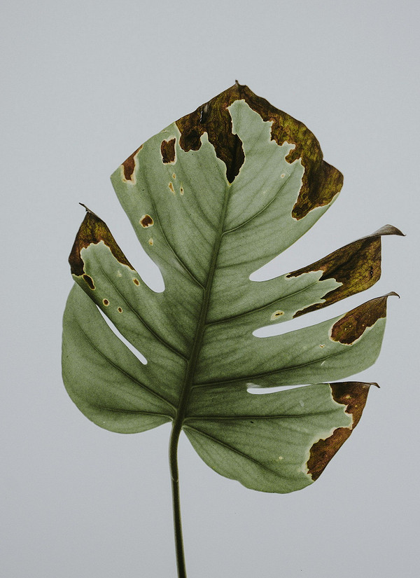 Монстера: уход в домашних условиях и советы по выращиванию