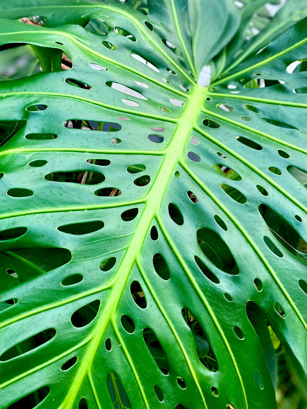 Монстера: уход в домашних условиях и советы по выращиванию