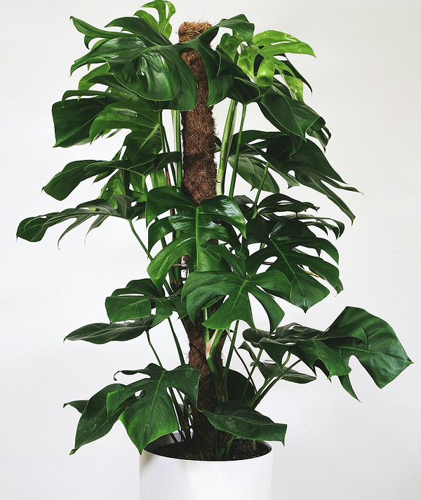 Монстера: уход в домашних условиях и советы по выращиванию