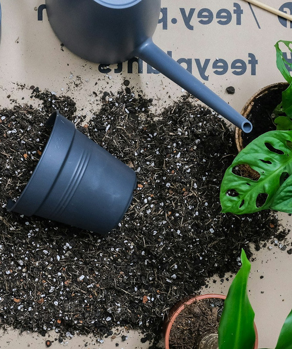 Монстера: уход в домашних условиях и советы по выращиванию