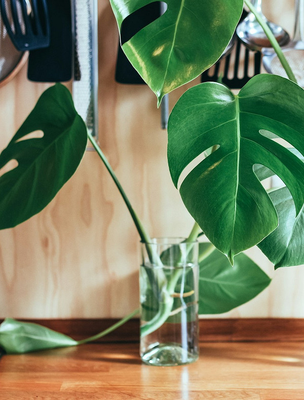 Монстера: уход в домашних условиях и советы по выращиванию