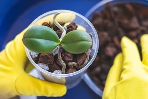 Как размножить орхидею: 5 простых способов самостоятельного размножения экзота